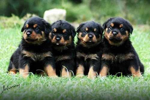 Sp Filhotes Lindos De Rottweiler Pedigree E Microchip* Envio