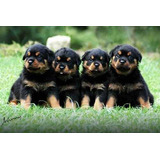 Sp Filhotes Lindos De Rottweiler Pedigree E Microchip* Envio