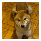 Shiba Inu 