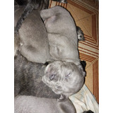 Cachorros Cane Corso Hembras 