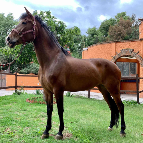 Yegua Española Con Registro 170cm A La Cruz