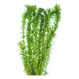 Planta Natural Elodea