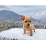 Cachorro Pincher Macho Café Animal Pets Colombia