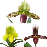 Pacote 3 Mudas Orquidea Sapatinho Paphiopedilum Lindas