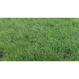 Semillas De Reygrass Perenne Para Pasturas X 6 Kg.