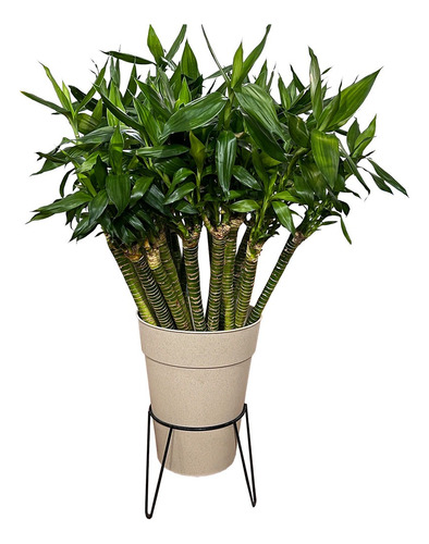 Planta De Interior Lucky Bambu Lotus Grueso De Agua 75cm 