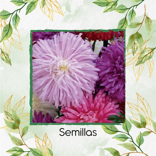 140 Semillas De Flor Extraña Rosa + Obsequio Germinación