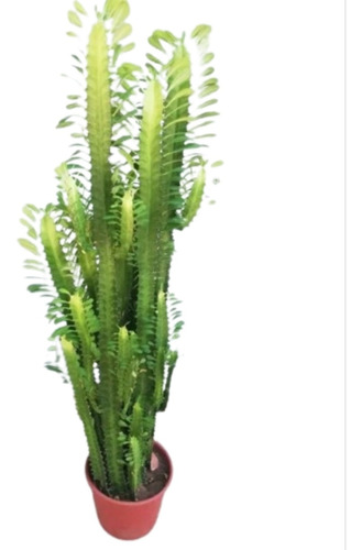 Cactus Euphorbia Trigona Grande