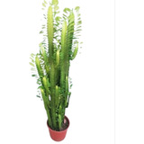 Cactus Euphorbia Trigona Grande