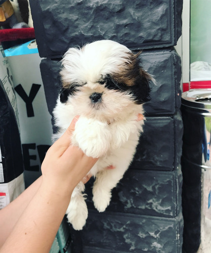  Shih Tzu Precio Venta Cali Medellin Bogota Shitzu Macho