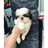  Shih Tzu Precio Venta Cali Medellin Bogota Shitzu Macho