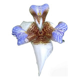 Neomarica Gracilis- Lirio/iris  Caminante-falsa Orquídea X2