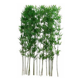 Kit 2 Haste Bambu Da Sorte Artificial Grande 1.5m Verde