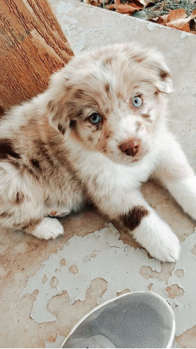 Cachorro Australian Sheperd Cachorrito Pastor Australiano