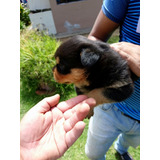 Cachorra Rottweiler Hembra