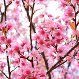 Cerezo Japonés Sakura Pétalo Rosa 60cm Aprox Arbolito