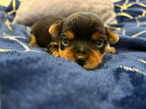 Yorkshire Terrier Miniatura Cachorros D Padres Inscritos Kcc