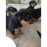 Lindos Filhotes De Rottweilers A Pronta Entrega Com Pedigree