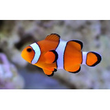 Pez Payaso Ocellaris Marinos Acuario Pecera Nemo Reef (s)