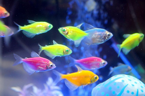 Tetra Monja 3cm (glofish) Pct Com 5un Cote O Frete Antes