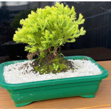 1 Planta Árvore Bonsai Tuia De Ouro Japonês Jardim Paisagism