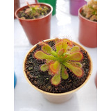 Planta Carnívora Drosera Venusta ! Envió A Todo El Pais