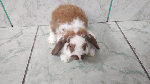 Coelho Mini Lop Uruguaiano 