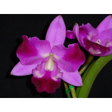 Orquidea Cattleya Mini Song  Petite  Adulta Botanicaweb