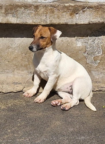 Jack Russell Terrier Hija De Campeón 