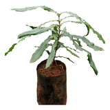 Planta Nuez De Macadamia 40 Cm 2 Años Maceta 4l Envios 