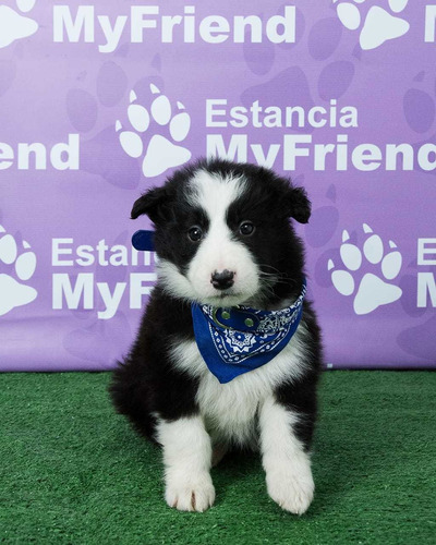 Cachorros Border Collie 001