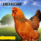 Ovos Férteis De Ameraucana 1 Dúzia