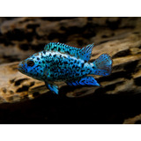 Ciclido Americano Electric Blue Dempsey - Acuario Tropical