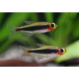 Peixe Tetra Tucano 1 Cm Pact Com 5