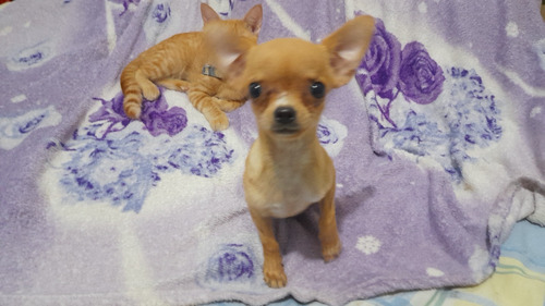 Filhote Fêmea Chihuahua Laranja