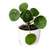 Planta Interior Combo Pilea Con Maceta Premium Y Plato