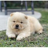 Cachorros Chow Chow Crema Vacunados.