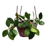 Planta De Interior Peperomia Prostrata Colgante Ø 11