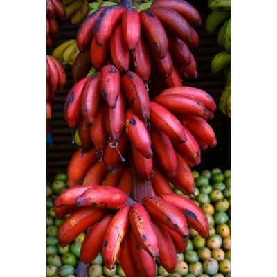 150 Semillas De Platano Rojo Caribeño