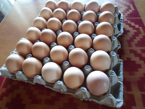 Huevos / Ponedoras Isa Brown