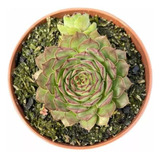 Sempervivum Mahogany Muda Suculenta Natural