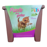 Pasto Para Gatos Fancy Pets Natural Catgrass Digestion