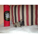 Pug Carlino Hembra. 