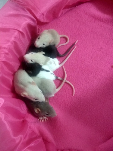 Ratas Domesticas