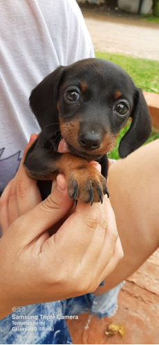 Hermosos Dachshund Miniatura