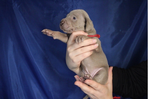 Estupendo Elegancia Weimaraner Línea Campeones