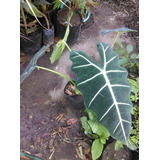 Alocasia Ala De Murcielago Terciopelo