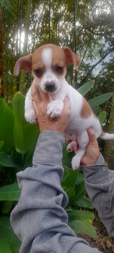 Cachorra Fox Terrier Hembra Animal Pets Colombia 