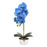  Kit Orquídea Azul Bebe In Vitro +  Vampiro 