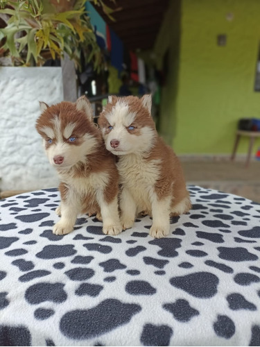 Husky Criadero Imperial Pets